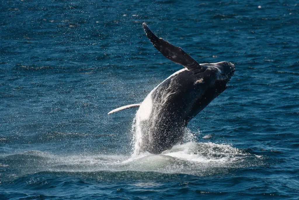 A humpback whale breaches near Sydney Heads during its annual migration with water spraying around its body.