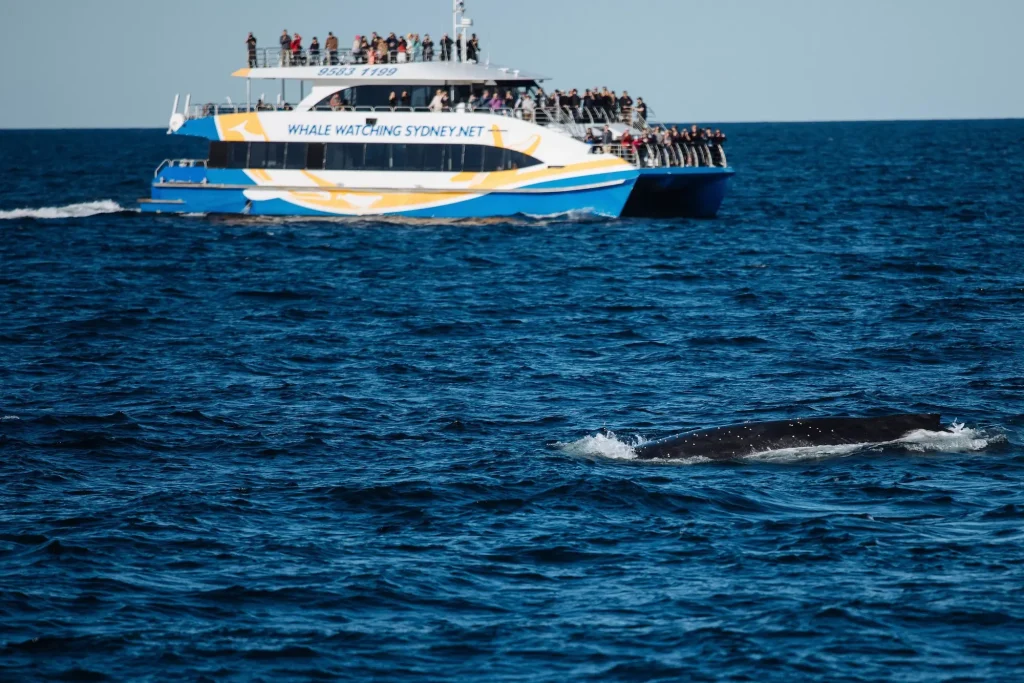 A humpback whale surfaces in deep blue water near a Fantasea Cruising vessel filled with passengers. The close encounter gives guests on this Sydney whale watching cruise a clear view of the migrating whale.