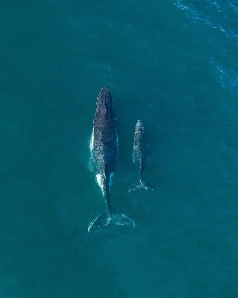 A mother humpback whale and calf swim side by side through deep blue water off Bondi Beach during their migration. Sightings like this are a highlight of whale watching around Sydney.